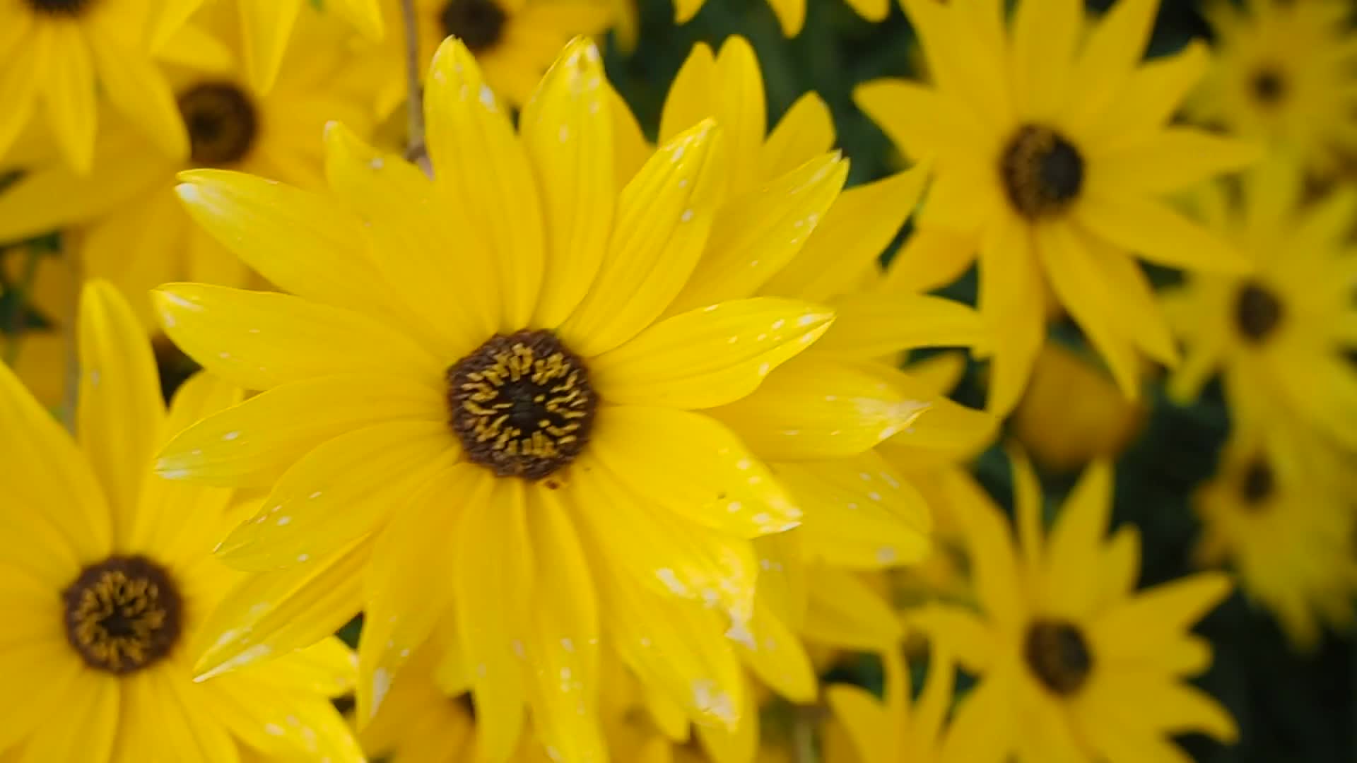 Download Yellow Flowers Moving In Wind Video Live Wallpaper