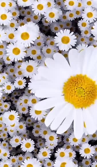 Android and iPhone Chamomile Flow Phone Live Wallpaper