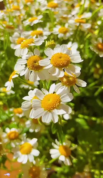 Android  iOS iPhone  chamomile Green live wallpaper 