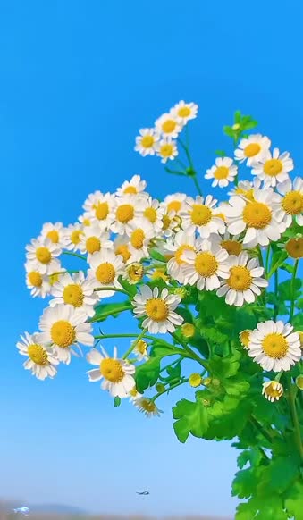 Chamomile With Blue Sky And Wind Live Wallpaper 