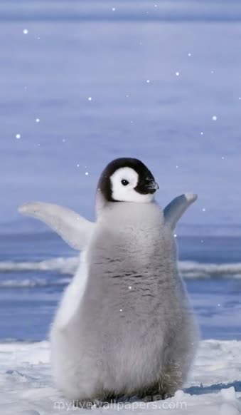 Live Phone Baby Emperor Penguin Dance Wallpaper To iPhone And Android