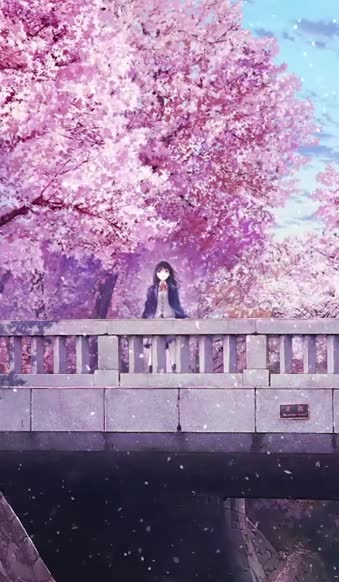  Live Phone Couple On Bridge With Cherry Blossom Anime Wallpaper For iPhone And Android