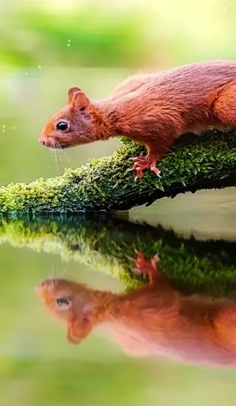 Live Phone Squirrel Reflection Wallpaper To iPhone And Android