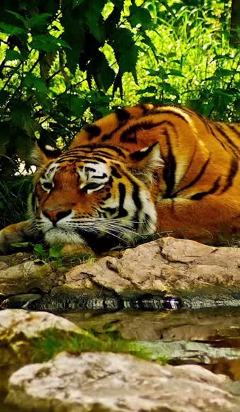 Live Phone Tiger Resting Near Lake Wallpaper To iPhone And Android