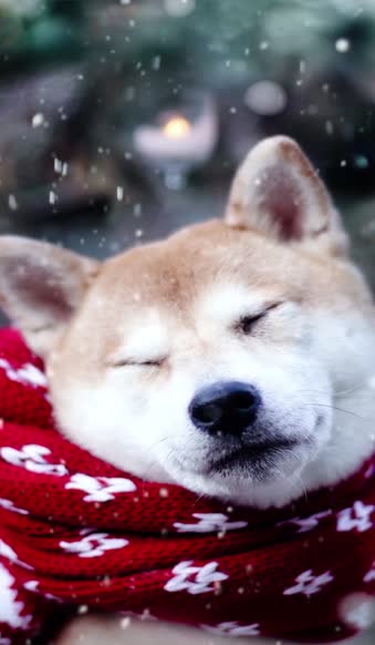 Live Phone Shiba Inu Snow Wallpaper To iPhone And Android