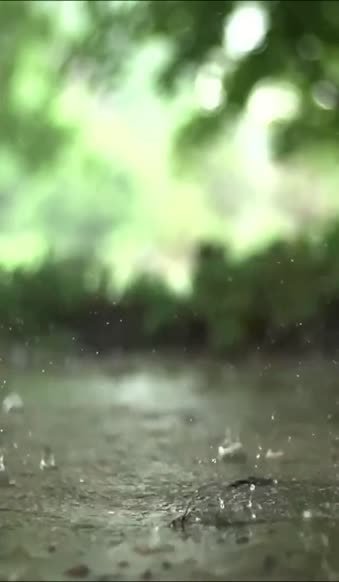 iPhone  Android Rain Nature Slow Motion Phone Live Wallpaper