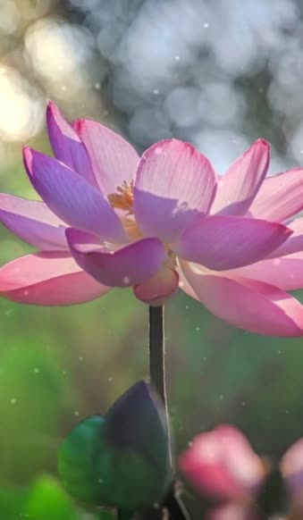 Android  iOS iphone Mobile Lotus Flower Nature Live Wallpaper