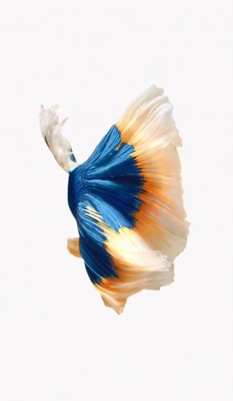 Fish Blue Orange iPhone 6s Live Wallpaper