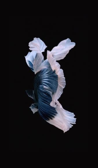 Fish Blue White iPhone 6s Live Wallpaper