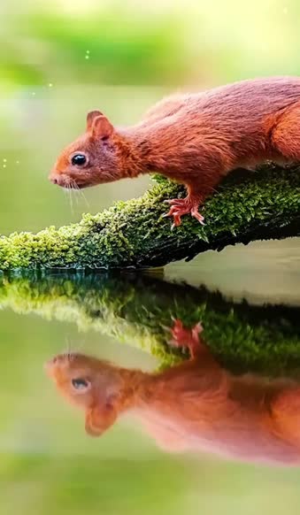 iPhone  Android Cute Squirrel Reflection Free Phone Live Wallpaper