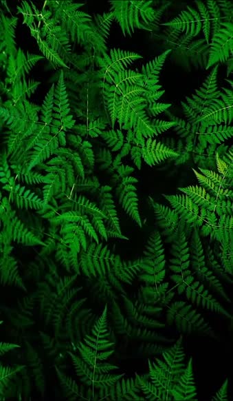 iPhone  Android Green Fern Nature Free Phone Live Wallpaper