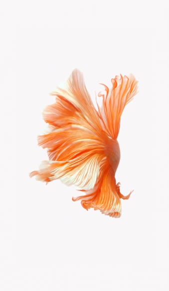 Fish Orange iPhone 6s Live Wallpaper