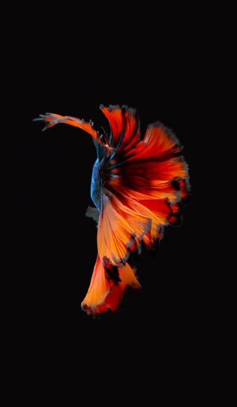 Fish Blue Red iPhone 6s Live Wallpaper