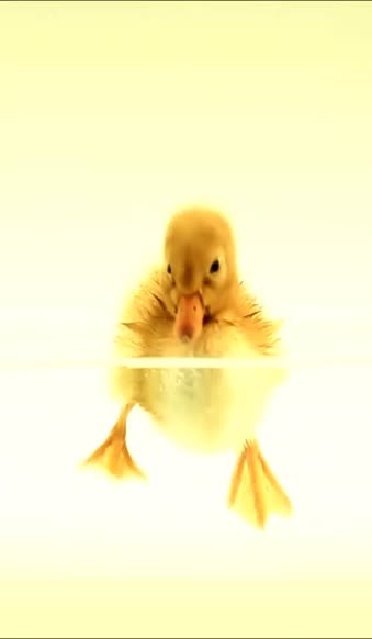iPhone  Android Duckling Swim Water Animals Phone Live Wallpaper