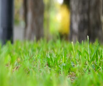 Selective Focus Video Of Grass On A Windy Day Live Wallpaper