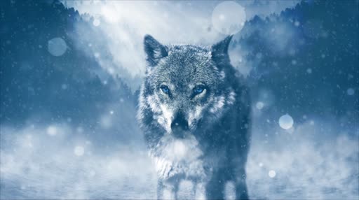 Wolf Stare in the Snow Without Sound