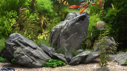 Aquarium 3D Fishes Live Wallpaper 4K