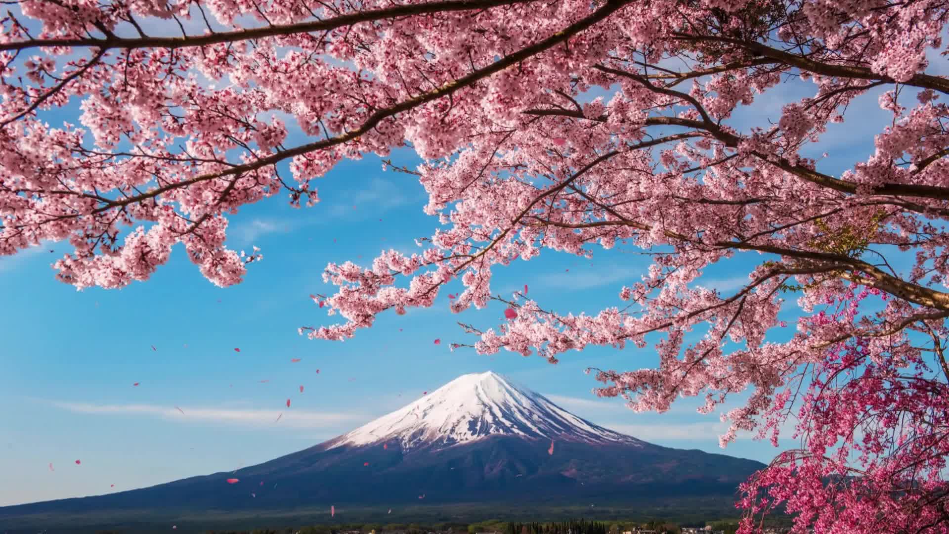 sakura DesktopHut - Live Wallpapers and Animated Wallpapers 4K/HD