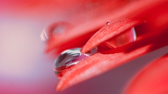 drops from red leaf wallpaper