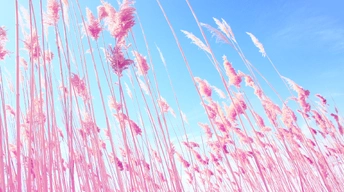 pink grass on fields wallpaper