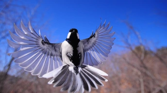bird flapping wings wallpaper