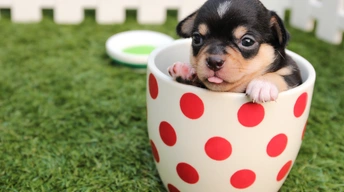 cute dog puppy in cup wallpaper
