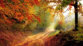 autumn road wallpaper