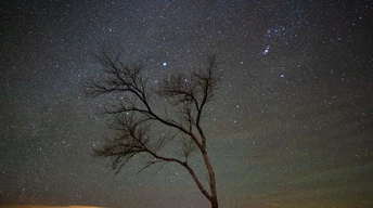 a lone tree under a night sky with stars rh wallpaper