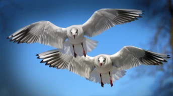 gulls seabirds wallpaper