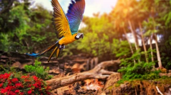 colorful parrot 4k image wallpaper