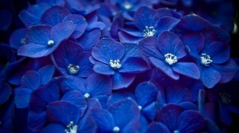 hydrangea blue flower wallpaper
