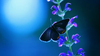 butterfly flower ad wallpaper