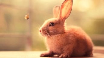 bunny cute wallpaper