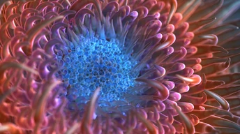 digital anemone flower wallpaper