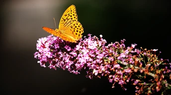 butterfly in garden wallpaper