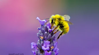 honey bee lavendar nectar wallpaper