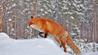 fox in snow pic wallpaper