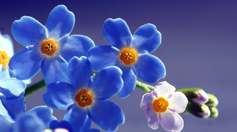 blue beautiful flowers wallpaper
