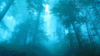 fog in forest wallpaper