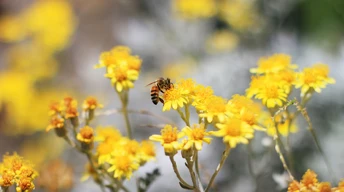 pollination bee wallpaper