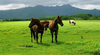 horse in open field image wallpaper