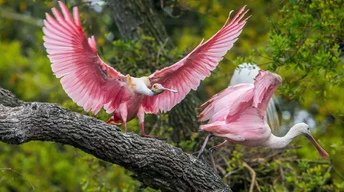 pink birds qhd wallpaper