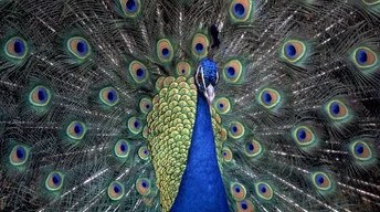 peacocks hd wallpaper