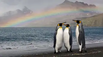 penguins qb wallpaper