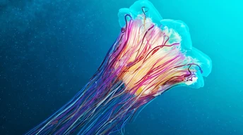 colorful underwater wallpaper