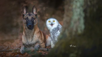 dog with owl wallpaper
