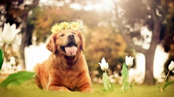 dog flowers smiling wallpaper