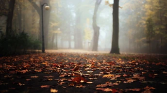 autumn leaves falling on road pic wallpaper