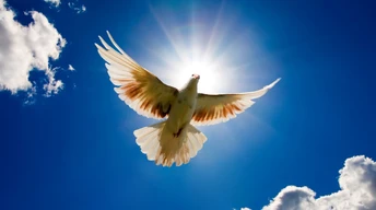 beautiful dove rising to sky wallpaper
