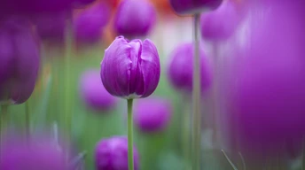 purple colour tulips wallpaper